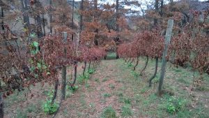Pinot Noir Saddle Block near pine trees 14 Feb 15