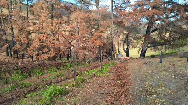 Pinot Noir Saddle near Pine Trees 8 March 2015