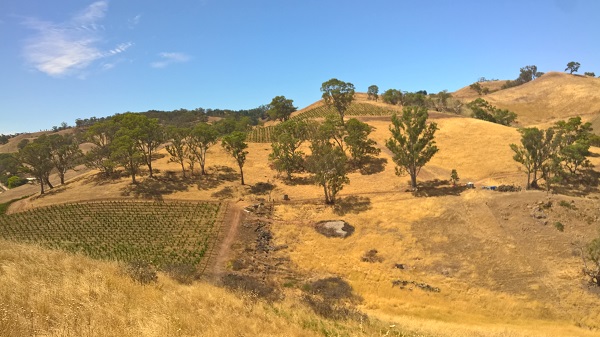 RVR vineyard from Faraway Hill